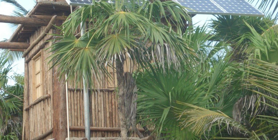 panel solar palmeras